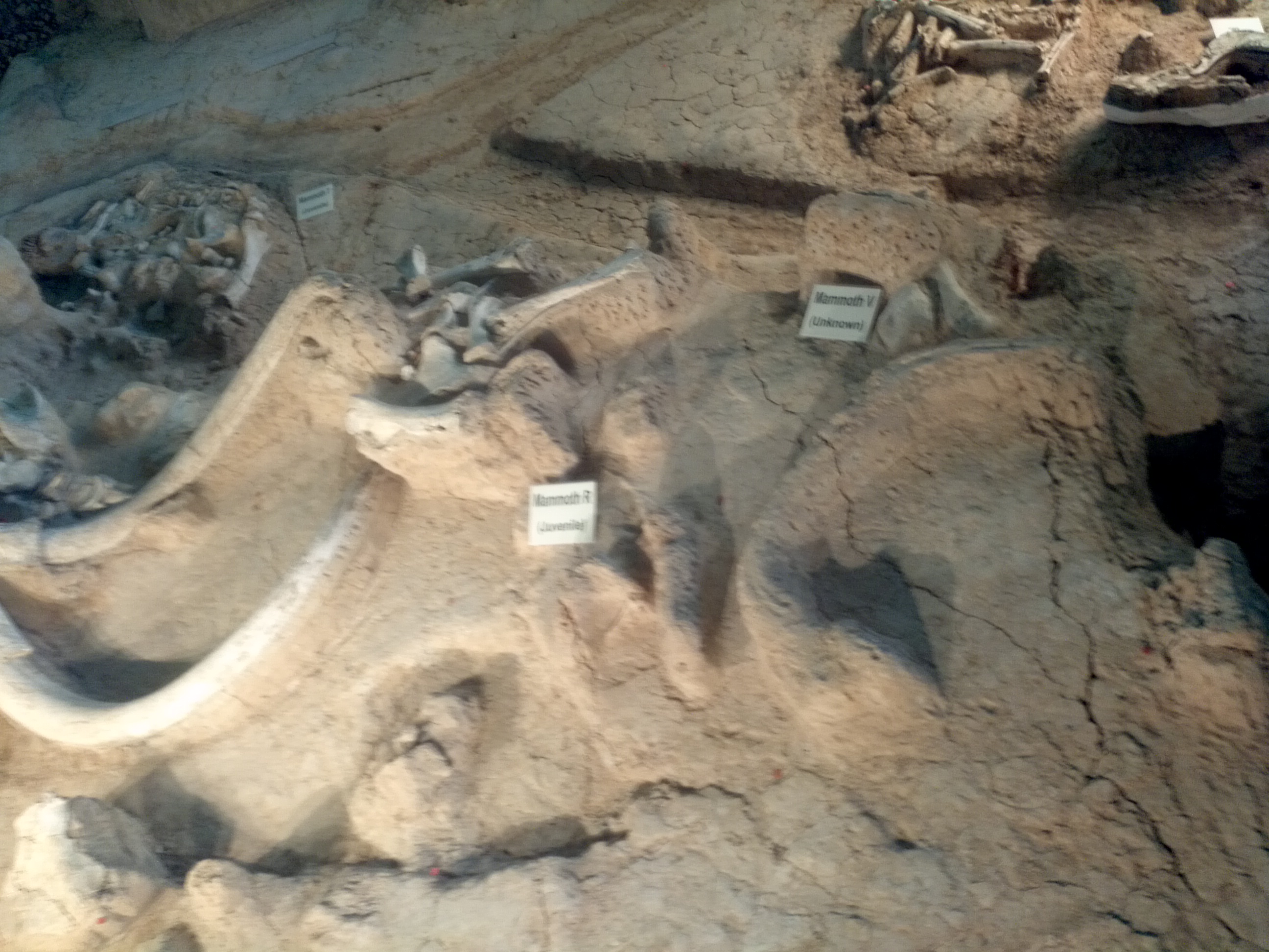 Bull and juvenile mammoth skeleton - Did they wash in together?