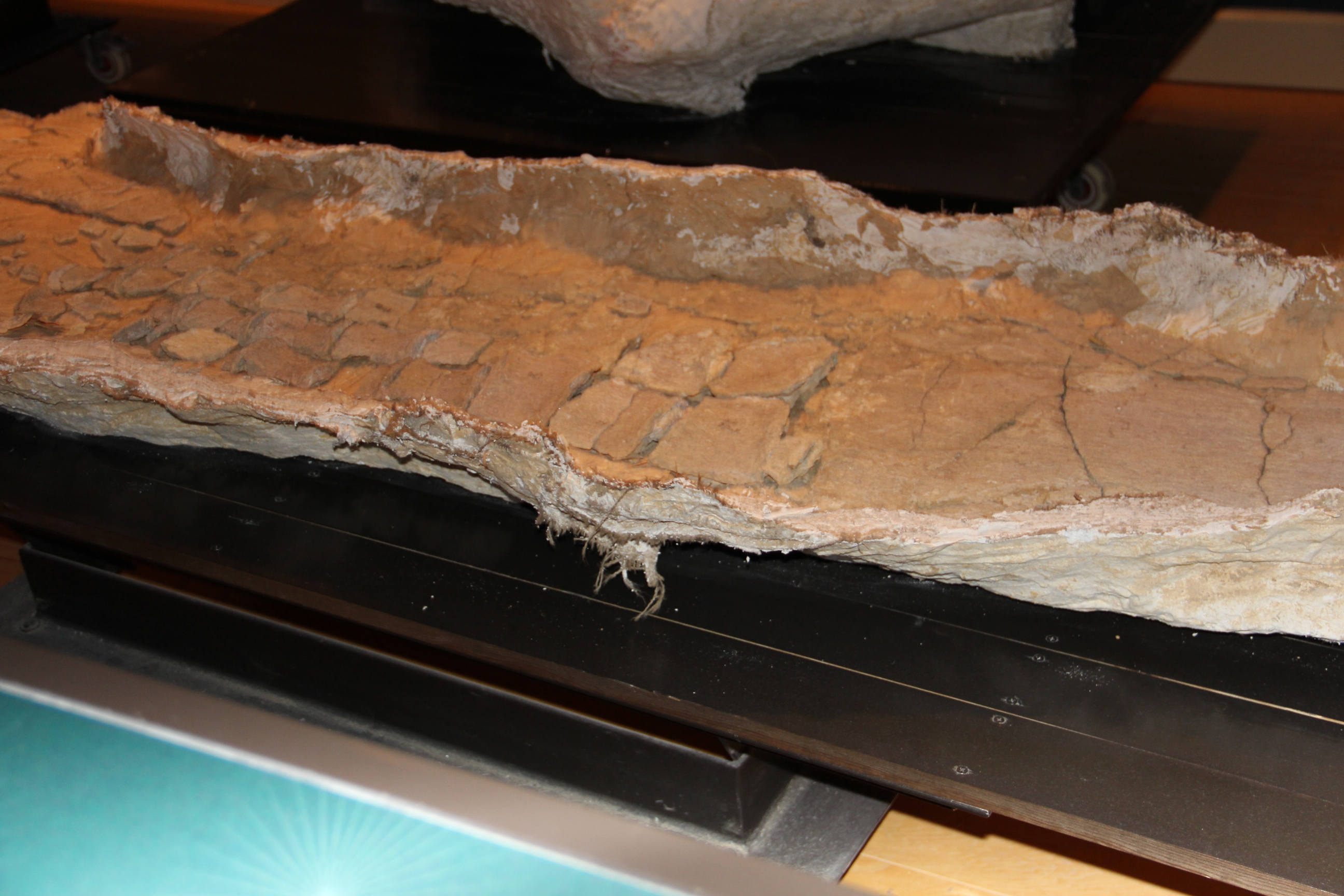 Plesiosaur fin