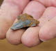 Shark Tooth